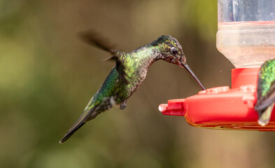 hummingbird in flight
