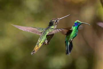 hummingbird in flight
