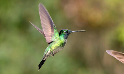 hummingbird in flight