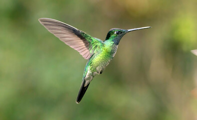Fototapeta premium hummingbird in flight