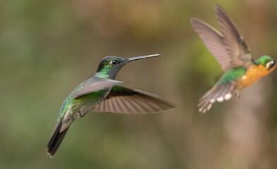 Fototapeta premium hummingbird in flight