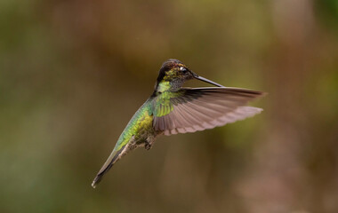 hummingbird in flight