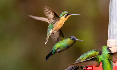 hummingbird in flight