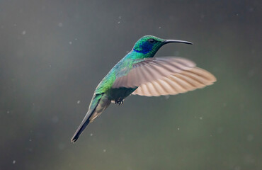 hummingbird in flight