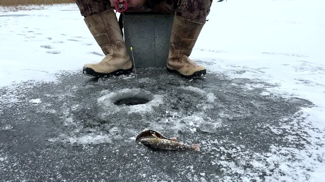 Ice fishing on frozen lake. Catching fish through an opening in the ice on a frozen body of water. Catching fish in a hole in the ice on frozen river. Winter fishing. Jigging with Small jigging rod. 