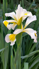 Fototapeta premium mini white yellow blooming irises in the garden