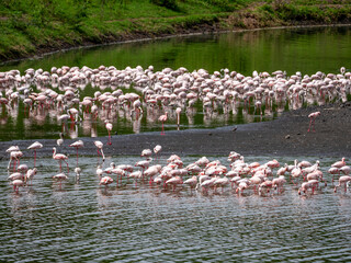A lesser flamingo colony (Phoeniconaias minor) in Arusha National Park