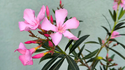 pink blooming oleander close up 