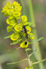 Szczerklina piaskowa na żółtych kwiatach w naturalnym środowisku. © Henryk Guziak