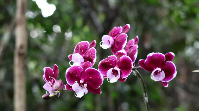 Pink Phalaenopsis or Moth dendrobium Orchid flover. with natural blur background at Orchidirium balikpapan, Indonesia