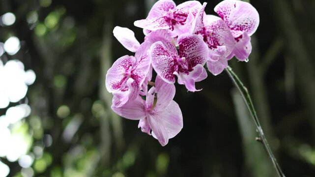 Close up on a beautiful pink orchid Doritaenopsis, the flower is purple with white details and has some dark coloured parts. The middle is yellow. Copy space. Romantic.
