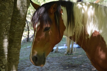 Portrait of a brown and white pinto horse in a forest