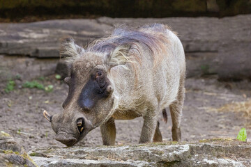 common warthog, standing very near by