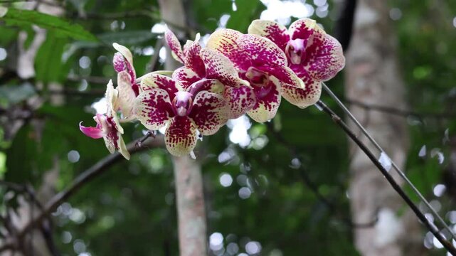 Close up on a beautiful pink orchid Doritaenopsis, the flower is purple with white details and has some dark coloured parts. The middle is yellow. Copy space. Romantic.
