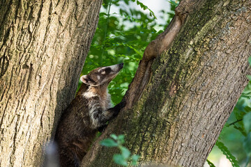 South American Coati, or Ring-tailed Coati Nasua nasua