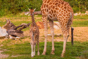 Giraffe in selective focus on green natural background