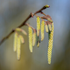 inflorescence of alder tree in sunny day early spring