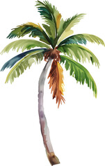 Royal palm tree watercolor painting isolated on transparent background.