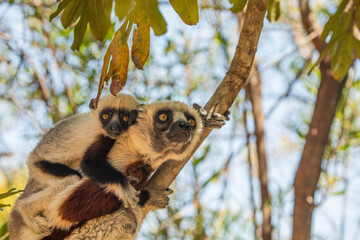 Endangered Coquerel Sifaka Lemur Propithecus coquereli Madagascar