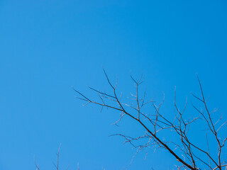 冬の雲一つ無い青空と葉の無い枝03
