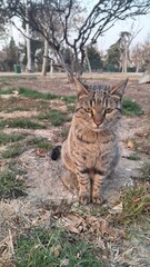 Persian cat sitting in the park