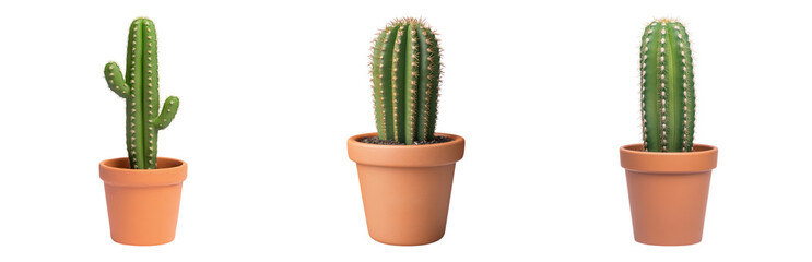 Variety of Cacti in Terracotta Pots on White  Isolated on transparent background