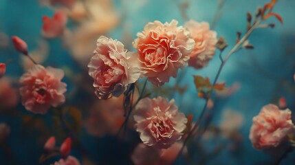 Soft focus pink carnations on teal background.