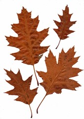 Pressed autumn leaves on a white background.