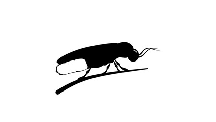firefly symbol, black isolated silhouette