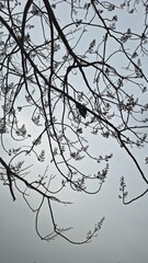 winter tree branches