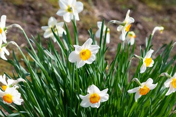 Daffodils in spring. Blooming Daffodils. Spring Flowers. Yellow Daffodils. Spring awakening. Bunch...