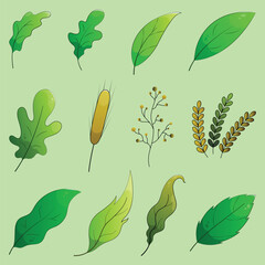 Green forest leaf set. Natural leaves herbs. Cartoon leaves collection.
