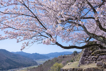 桜満開の竹田城跡