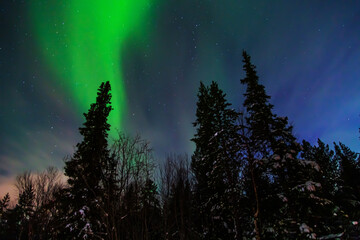 Northern Lights or Aurora Borealis on a winter night. Vibrant  colors shimmer in the starry sky.