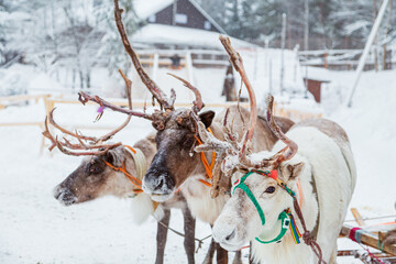 Three reindeer harnessed with a sleigh in a snowy ethnic village. © lizavetta