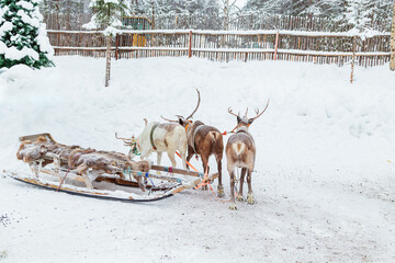 Three reindeer harnessed with a sleigh in a snowy ethnic village. © lizavetta