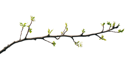 Emerging Life: A slender tree branch adorned with delicate, fresh green leaves stretches elegantly, symbolizing renewal and the promise of spring, capturing the essence of growth and natural beauty.
