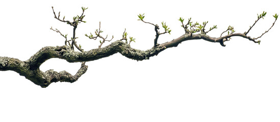 Obraz premium Nature's Embrace: A resilient tree branch, adorned with emerging green leaves, gracefully extends against the sky, a symbol of life and renewal.