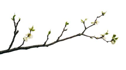 Spring Awakening: A delicate tree branch comes to life with tender new buds and blossoms, heralding the freshness and renewal of spring.