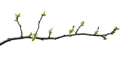Budding Branch in Spring: A delicate tree branch with fresh, vibrant green buds against a clean, light background, heralding the arrival of spring. 