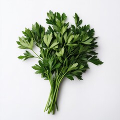Fresh Green Parsley Bunch Culinary Herb Flat Lay Food Photography White Background