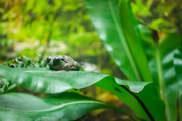 A small gray frog camouflaged on a lush tropical leaf in the Lisbon Aquarium. A beautiful example of natures adaptation and wildlife photography.