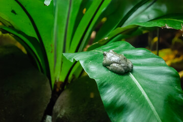 A small gray frog camouflaged on a lush tropical leaf in the Lisbon Aquarium. A beautiful example of natures adaptation and wildlife photography.
