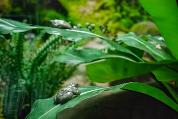 A small gray frog camouflaged on a lush tropical leaf in the Lisbon Aquarium. A beautiful example of natures adaptation and wildlife photography.