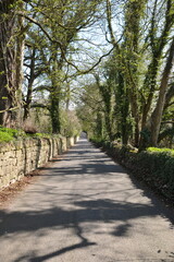 Tree lined road in the country