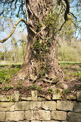 Old tree trunk