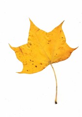 A gold autumn leaf on a white background.