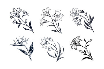 Naklejka premium Parrot’s Beak (Lotus berthelotii) silhouette vector illustration