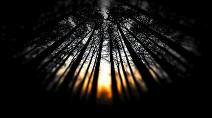Abstract Low Angle View of a Sunlight Through Silhouette Trees in Forest with Orange Sky