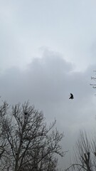 A crow flying in a cloudy sky